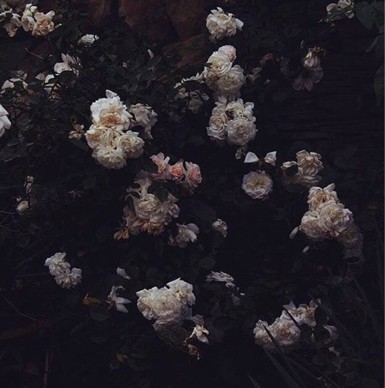 Тёмные цветы Эстетика