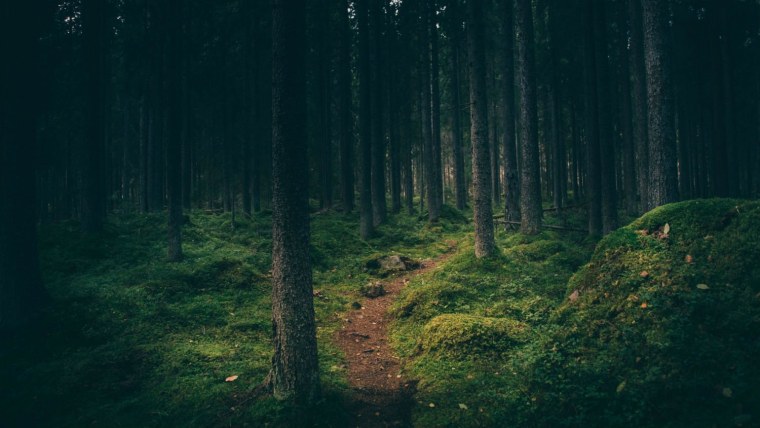 Дикий ночной лес