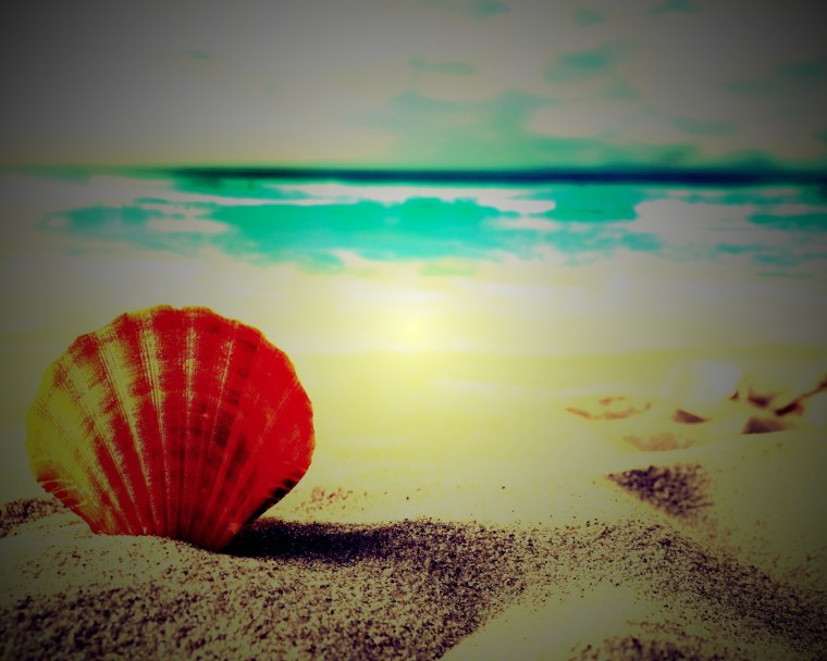 Обои ракушки