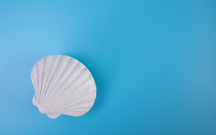 Гребешок обои