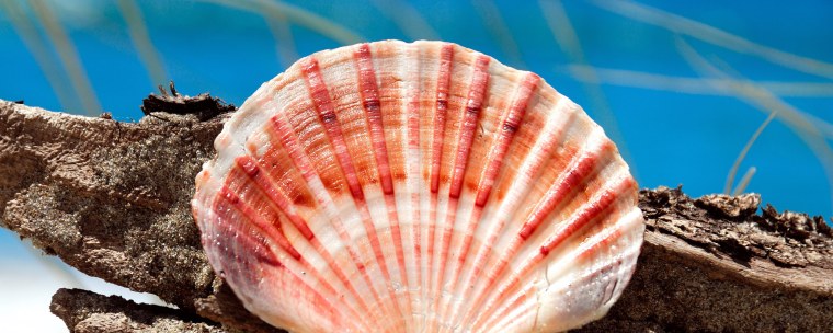 Море ракушки