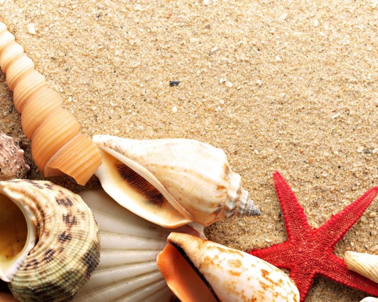 Раковина Жемчужница морская