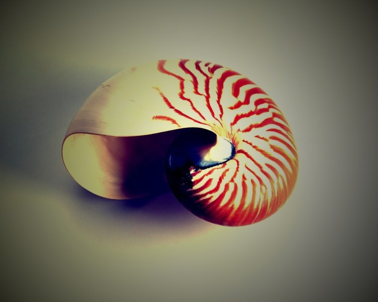 Ракушка абстракция