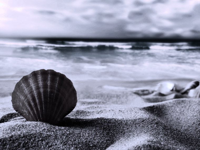 Раковина морская песочного цвета