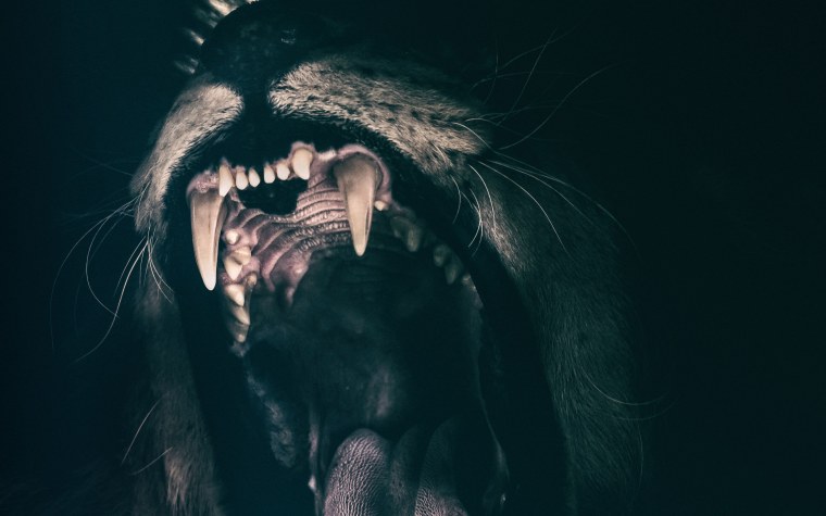 Дымчатый леопард