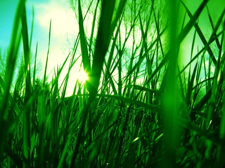 Зелень трава