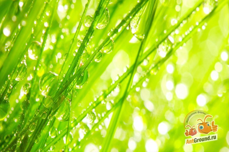 Роса на траве