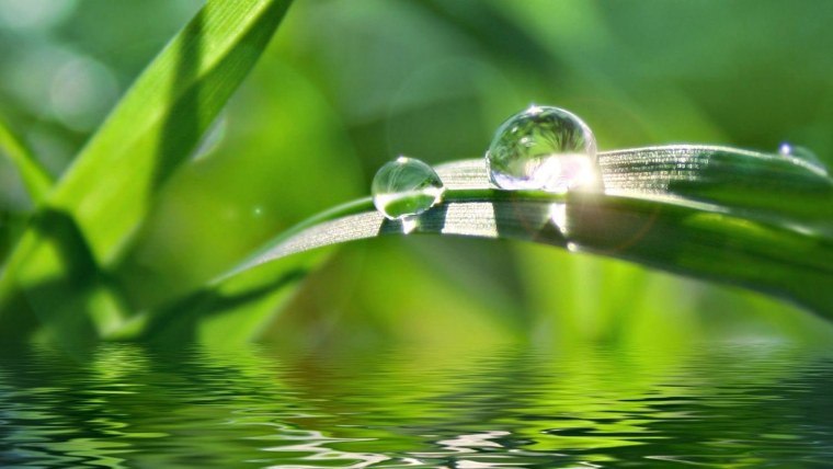 Бамбуковый лес Япония