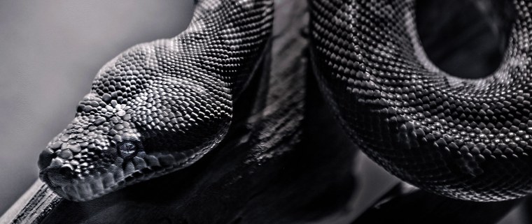 Черная гадюка чешуя