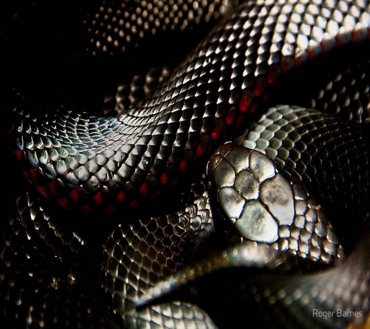 Черный питон