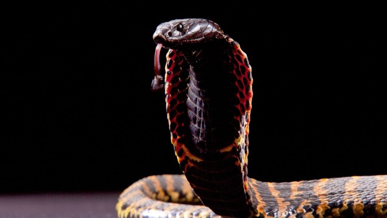 Моноклевая Кобра