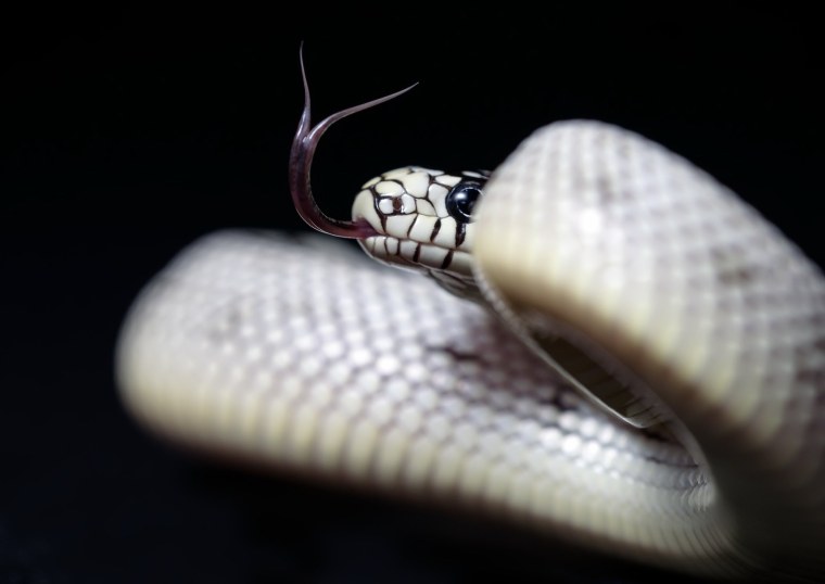 Белая змея на черном фоне