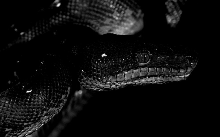 Черная змея Эстетика