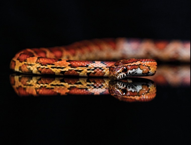 Фотообои змеи