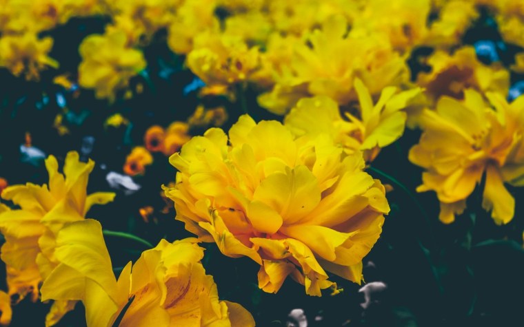 Эстетика Еллоу