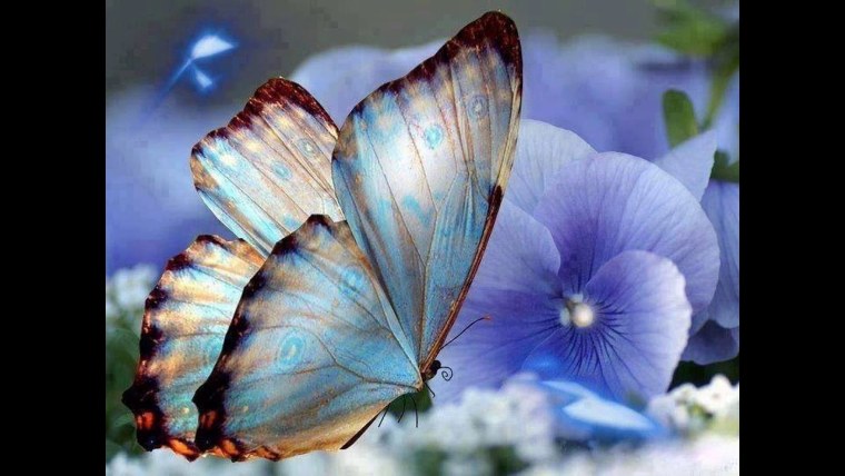 Волшебные бабочки