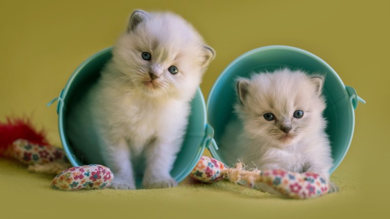 Милые котики