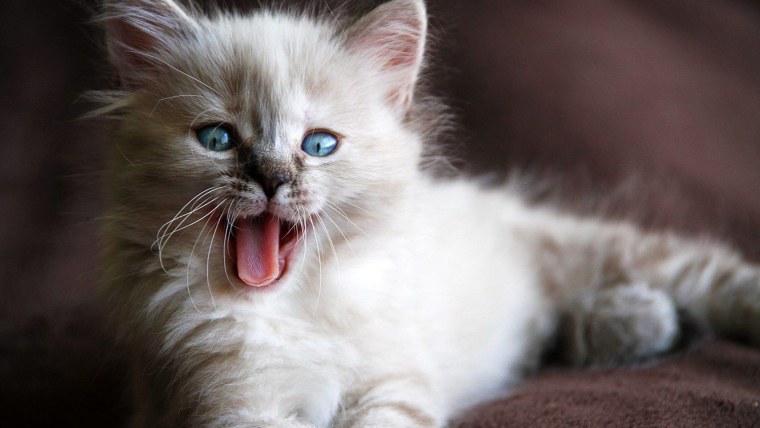 Красивые кошечки