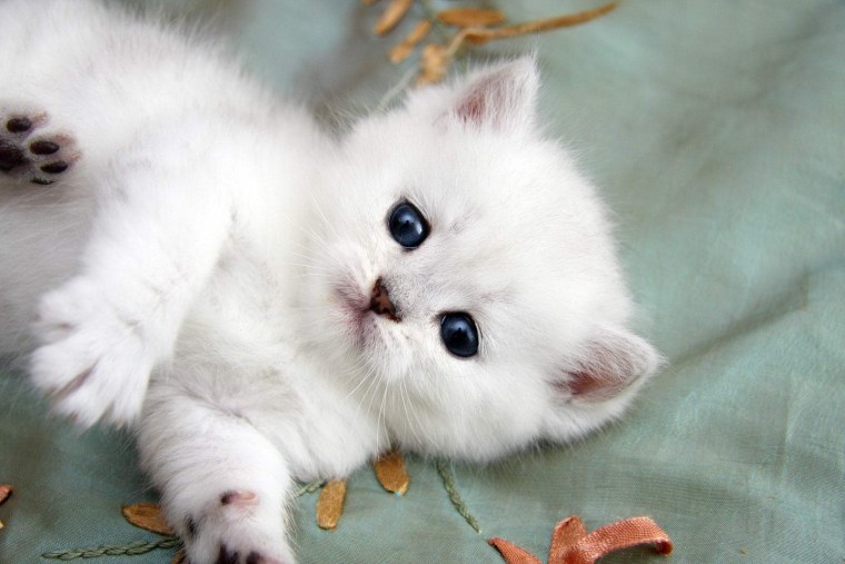 Белый пушистый котенок