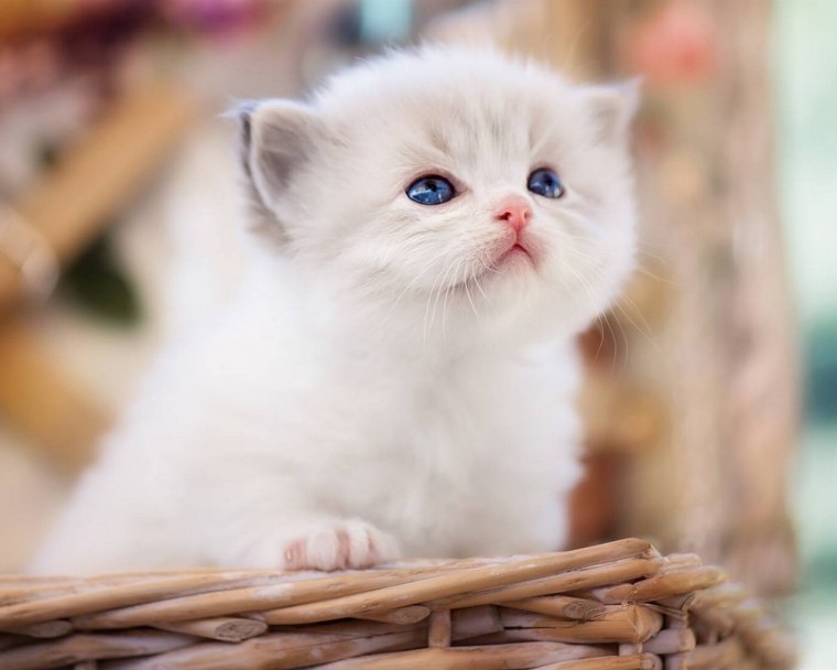 Белый котенок