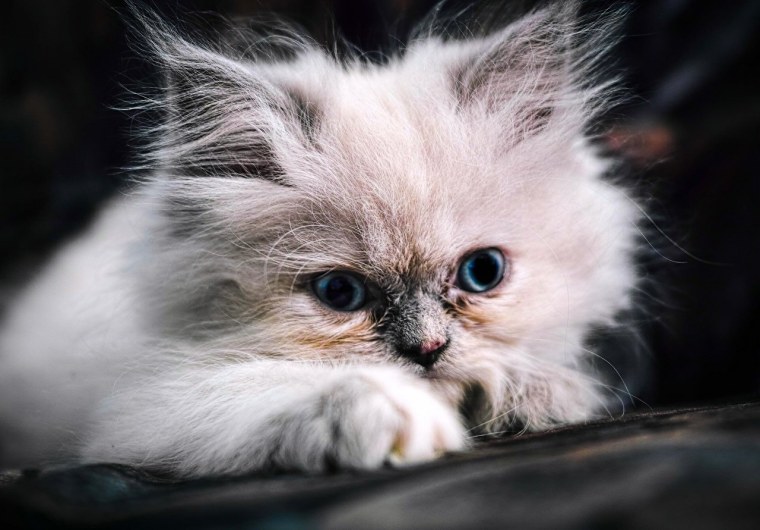 Пушистые котята