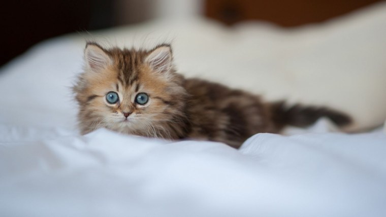 Пушистые котята