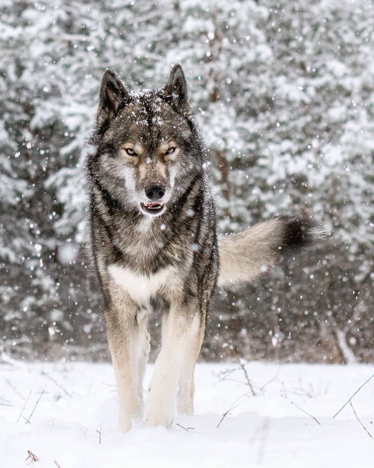 Сибирский волкособ