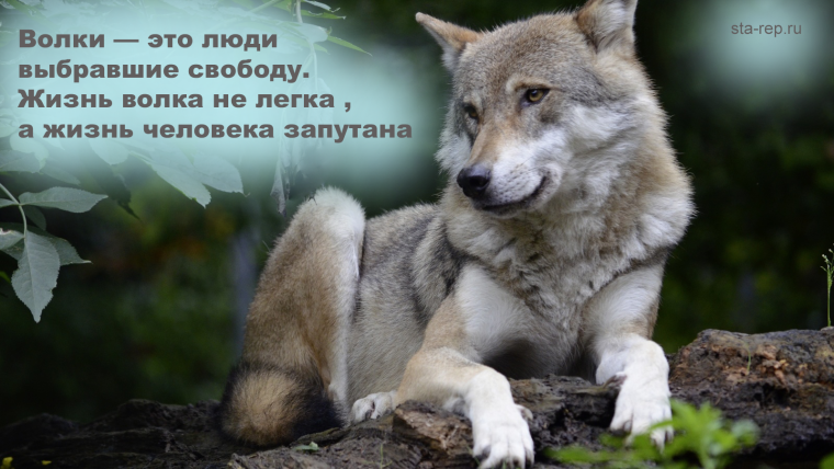 Стая Волков Сумерки сага