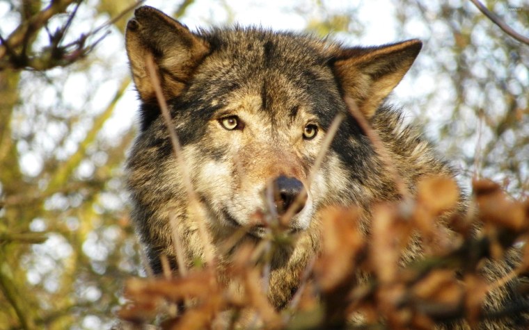 Афоризмы про Волков