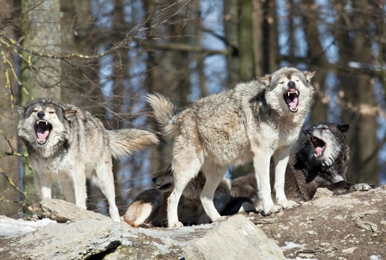 Альфа вожак стаи Волков