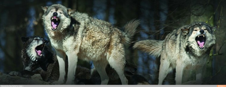 Евразийский волк