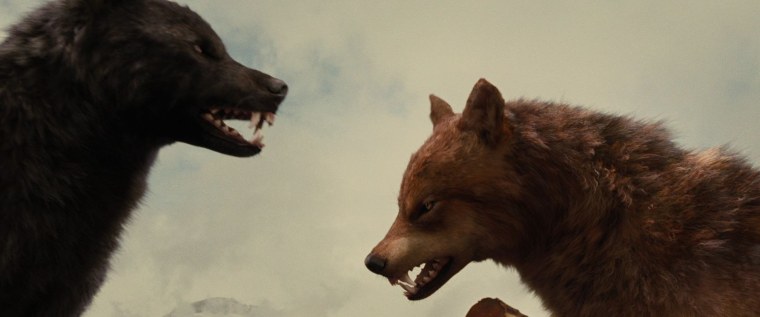 Волк облизывается