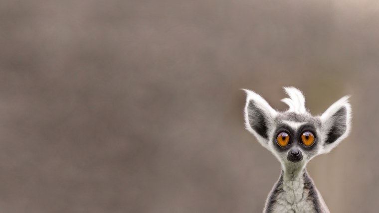 Лемур с большими ушами