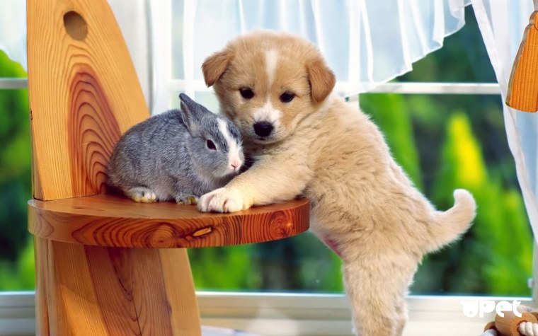 Домашние питомцы