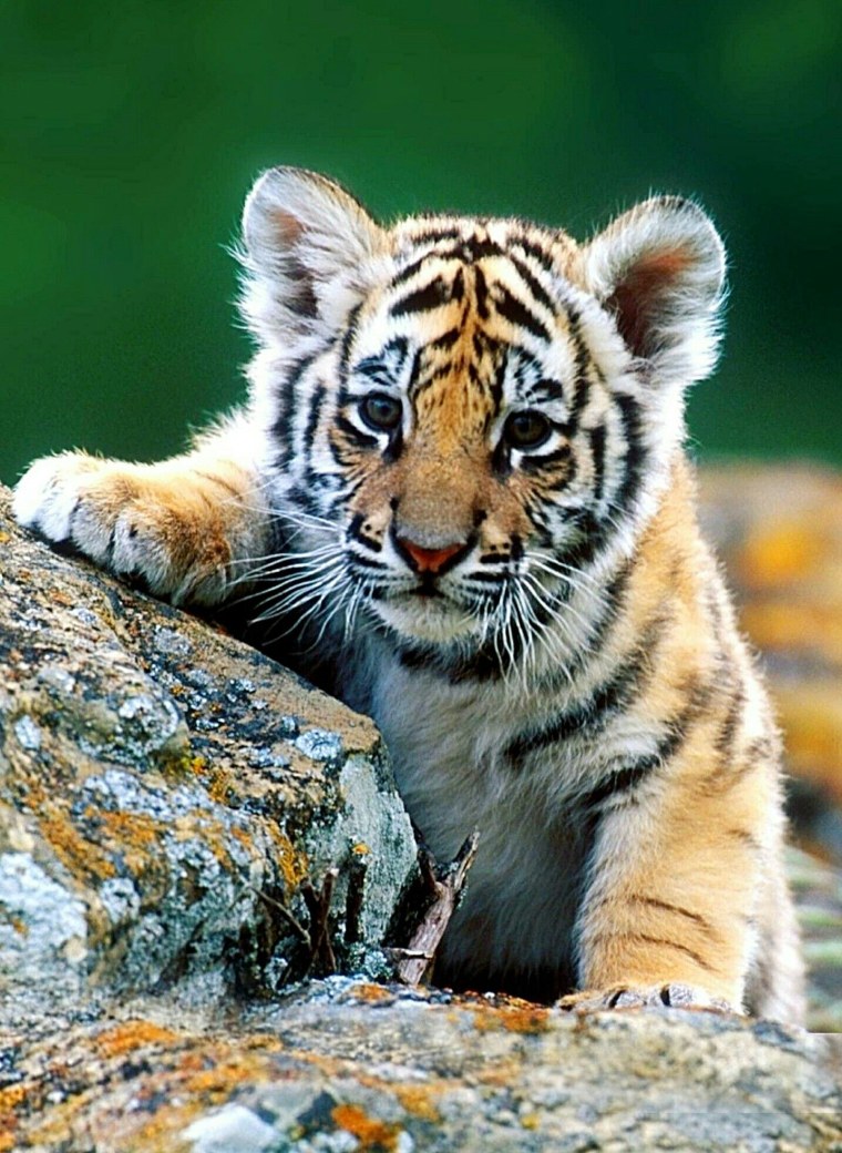 Тигр Тигрович