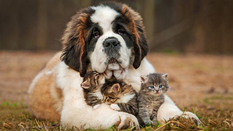 Сенбернар порода собак