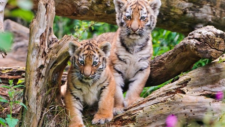 Звери на природе