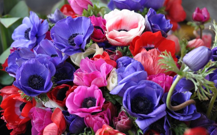 Анемоны цветы букет